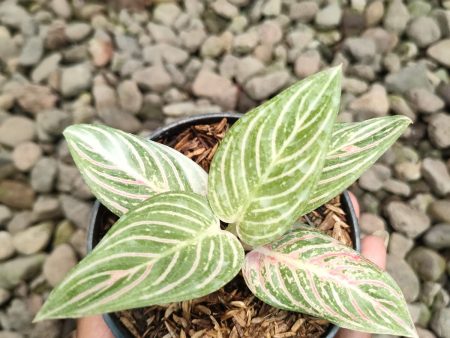 Aglaonema  Golden Hope  variegated *Preorder* (6626P:3) For Cheap