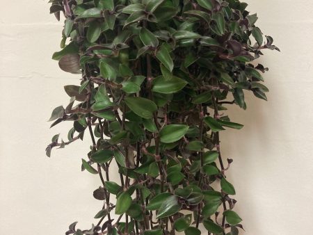 Tradescantia  Red Hill  Online now