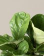 Fiddle Leaf Fig Online Sale