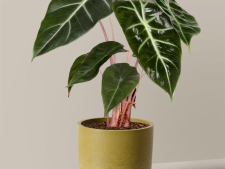 Alocasia Pink Dragon Online