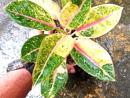 Aglaonema  Donacarmen Mutasi  *Preorder* (6618P:2) on Sale