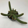 Echinopsis Chamaecereus  Peanut Cactus  For Cheap