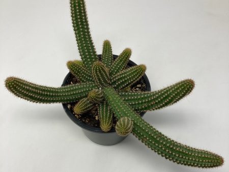 Echinopsis Chamaecereus  Peanut Cactus  For Cheap