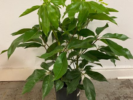 Schefflera actinophylla ‘Australia Umbrella Tree’ For Cheap