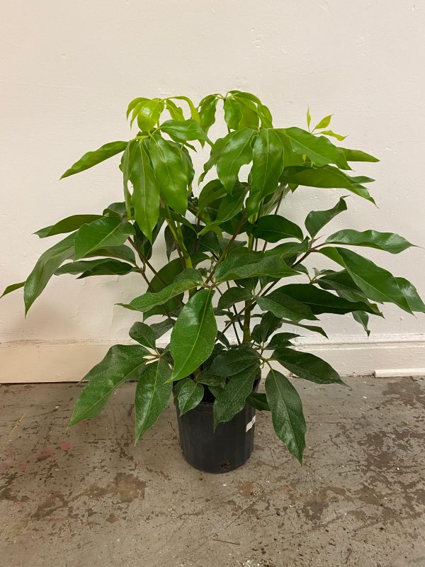 Schefflera actinophylla ‘Australia Umbrella Tree’ For Cheap