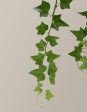 English Ivy Hanging Basket Online