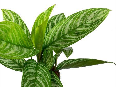 Aglaonema ‘Stripes’ Online now