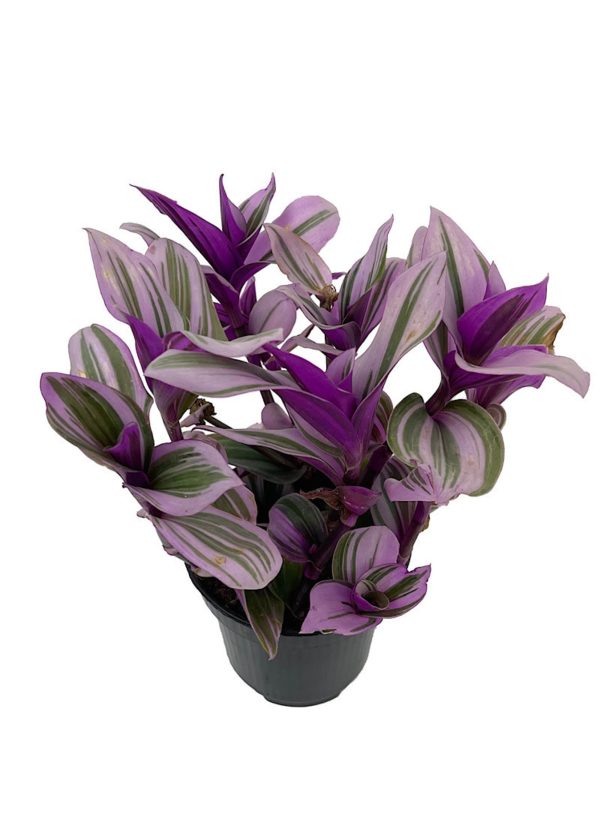 Tradescantia Fluminensis ‘Nanouk’ Cheap