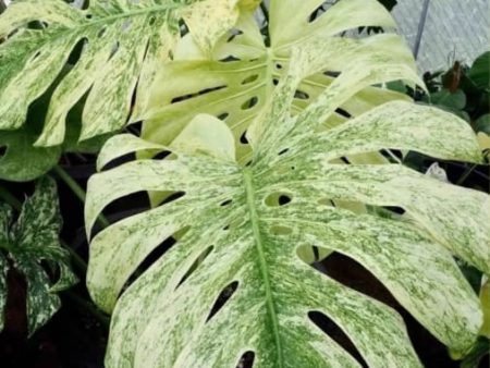 Monstera deliciosa  Mint  variegated TC Plantlet *Preorder* (6309P:3) Sale