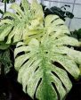 Monstera deliciosa  Mint  variegated TC Plantlet *Preorder* (6309P:3) Sale