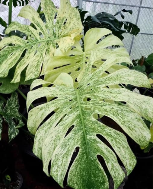 Monstera deliciosa  Mint  variegated TC Plantlet *Preorder* (6309P:3) Sale