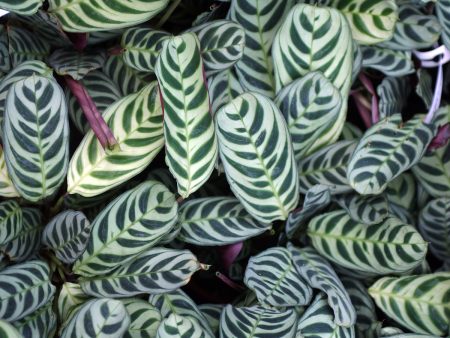 Calathea Burle Marx Hanging Basket For Sale