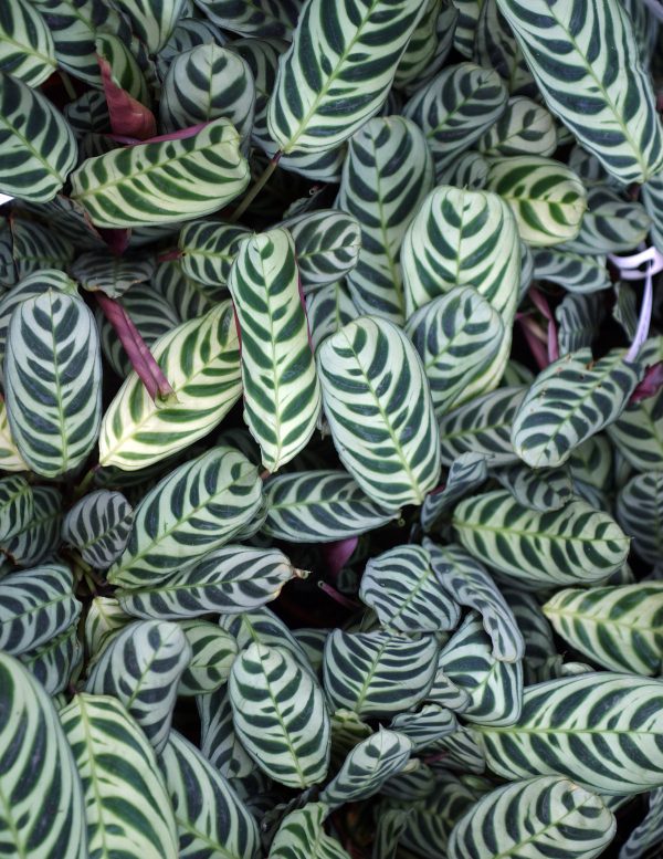 Calathea Burle Marx Hanging Basket For Sale