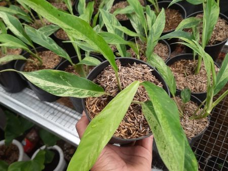 Rhaphidophora megasperma variegated *Preorder* (5727P:G) Cheap