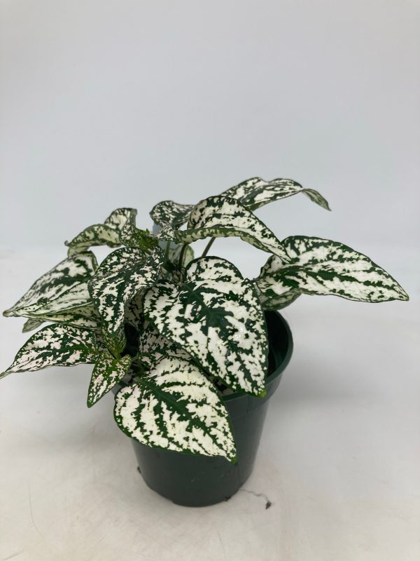 Hypoestes Phyllostachya  Polka Dot Plant  Hot on Sale