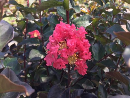 Thunderstruck™ Coral Boom™ Crape Myrtle on Sale