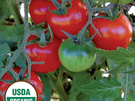 Tomato, Large Red Cherry Organic Seeds Supply