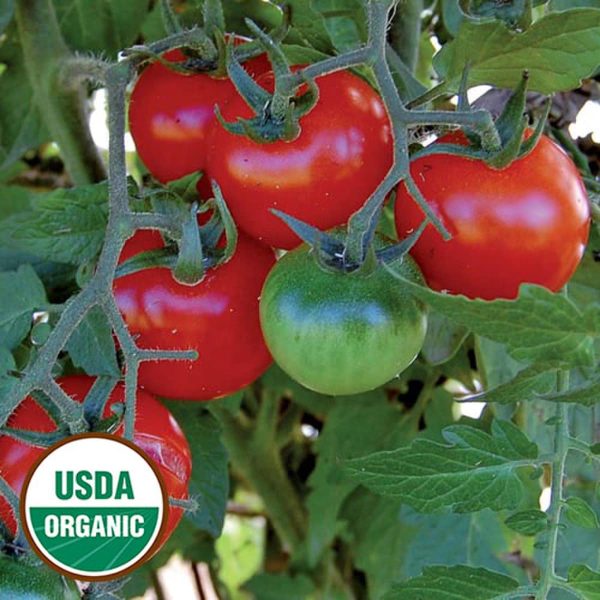 Tomato, Large Red Cherry Organic Seeds Supply