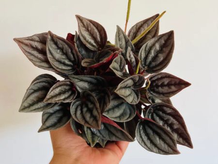 Peperomia  Mendoza  Online