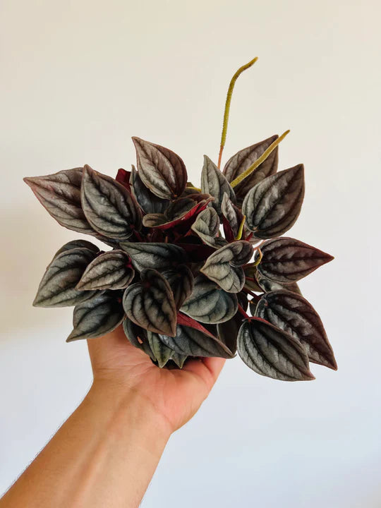 Peperomia  Mendoza  Online