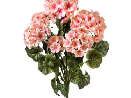 GERANIUM BUSH IN SALMON For Discount