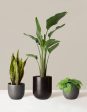 New Digs Plant Trio Online Sale