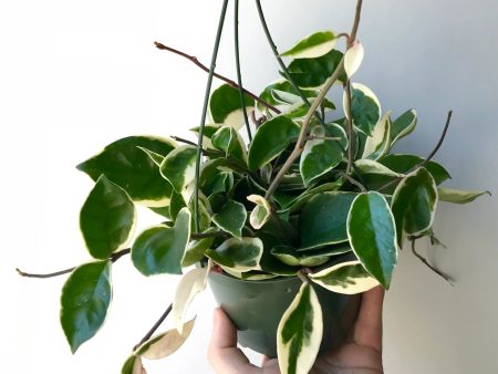 Hoya Carnosa  Krimson Queen  Hot on Sale