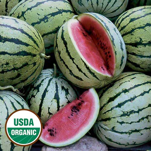 Watermelon, Chris Cross Organic Seeds Online