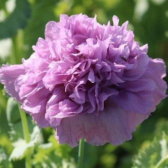 Flower, Lavender Double Poppy Organic Seeds For Sale