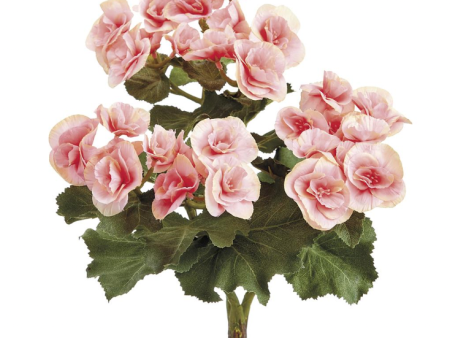 BEGONIA SPRING BRANCH IN PINK Sale