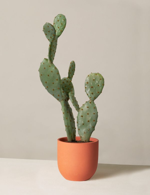 Faux Cactus Online