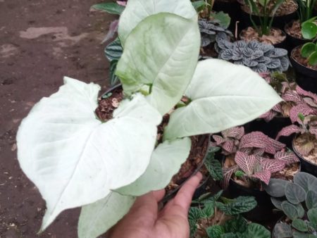 Syngonium  White Beauty  variegated  Moonshine White  Grower s Choice *Now In Stock* (6408P:G) Discount