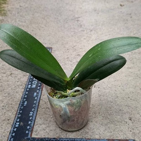 Phalaenopsis OX Emerald 2.5  *Preorder* (6495P:G) Sale