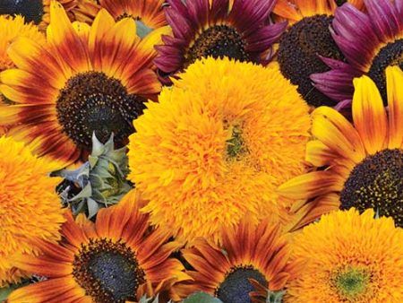 Sunflower, Sunflower Mixture Seeds Hot on Sale