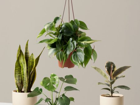 Plant Parent Set Sale