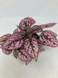 Hypoestes Phyllostachya  Polka Dot Plant  Hot on Sale