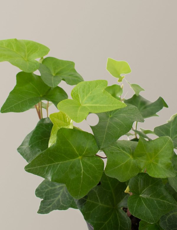 English Ivy Hanging Basket Online