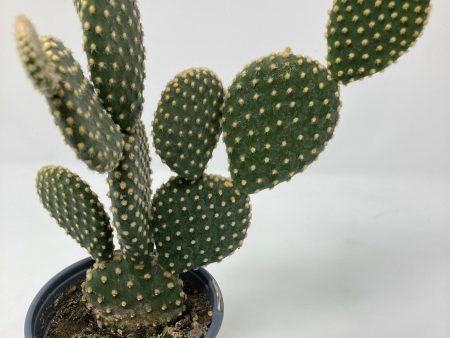 Microdasys Opuntia  Bunny Ears Cactus  For Cheap