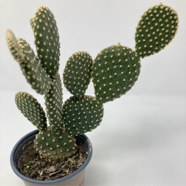 Microdasys Opuntia  Bunny Ears Cactus  For Cheap