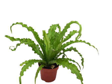 Asplenium  Bird s nest fern  Sale