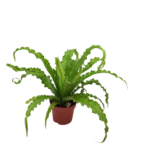 Asplenium  Bird s nest fern  Sale