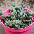 Delosperma lehmannii  Ice Plant  on Sale