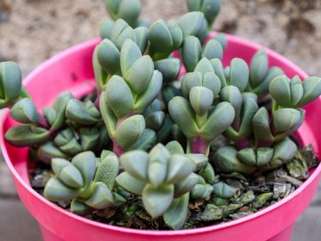 Delosperma lehmannii  Ice Plant  on Sale