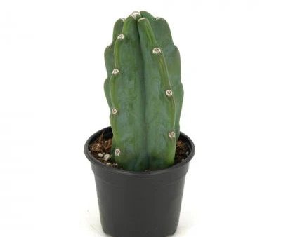 Cereus jamacaru  Cuddly Cactus  For Sale