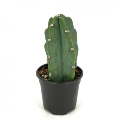 Cereus jamacaru  Cuddly Cactus  For Sale