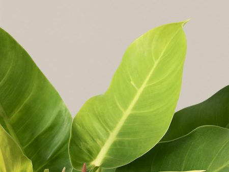 Philodendron  Moonlight  For Cheap