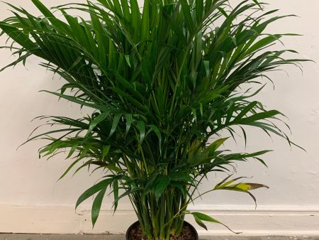 Chamaedorea Cataractarum ‘Cat Palm’ Online