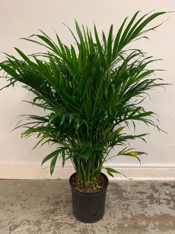 Chamaedorea Cataractarum ‘Cat Palm’ Online