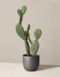 Faux Cactus Online