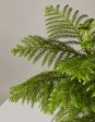 Norfolk Island Pine For Cheap